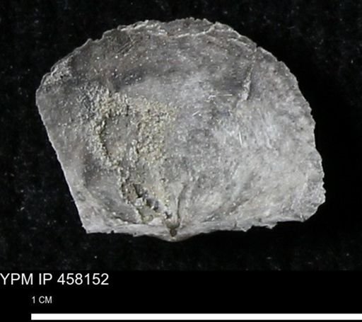 Chonetes mucronatus