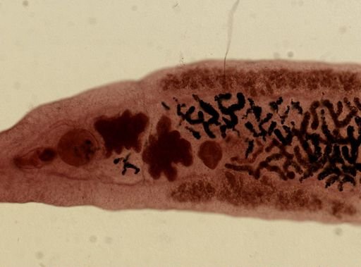 Dicrocoelium dendriticum