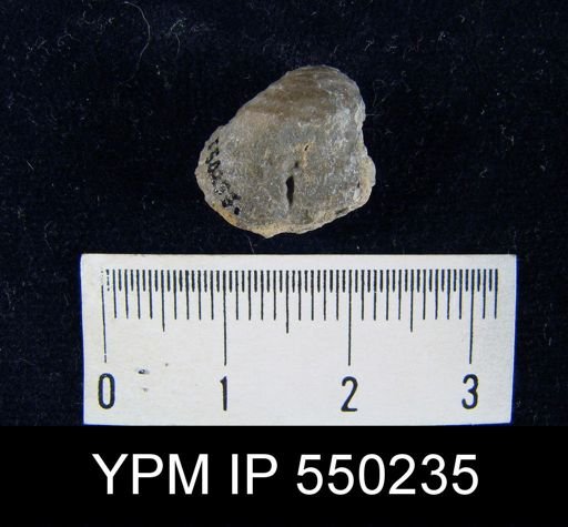 undet. Davidsonioidea