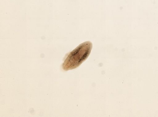 Aspidogaster