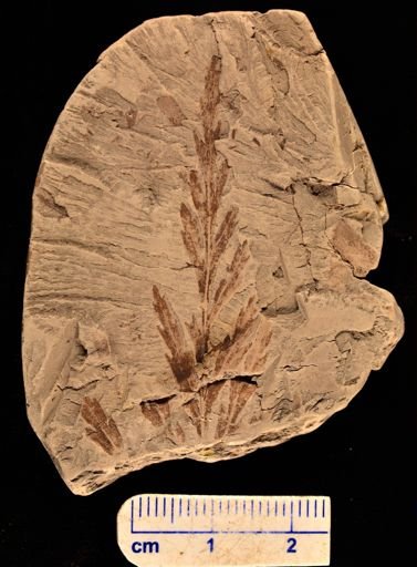 Asplenium dicksonianum