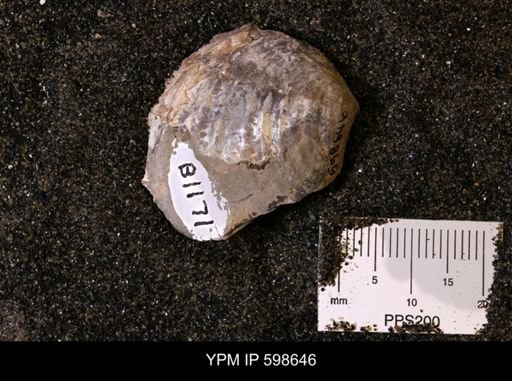 Inoceramus sp.