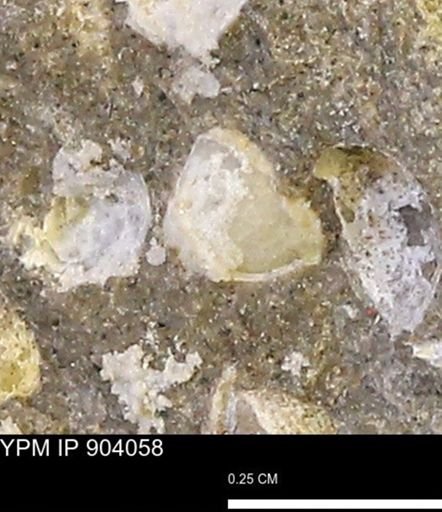 Corbulamella?