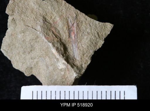 undet. Hyolithida