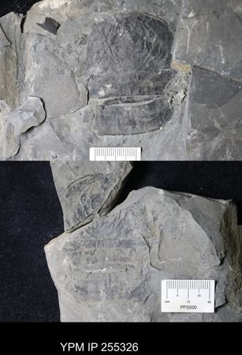 Eurypterus sp.