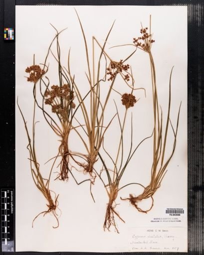 Cyperus dentatus