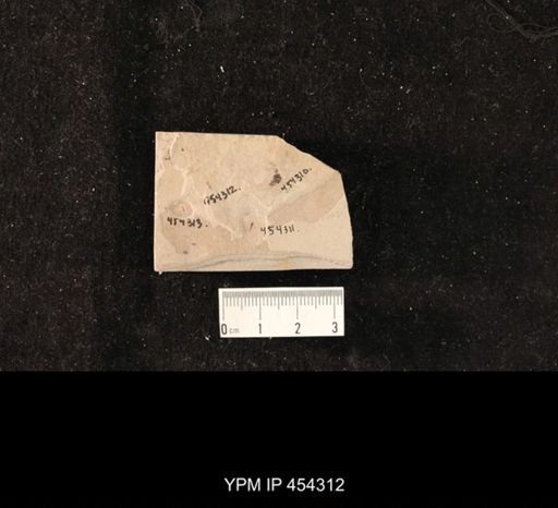 undet. Hexapoda