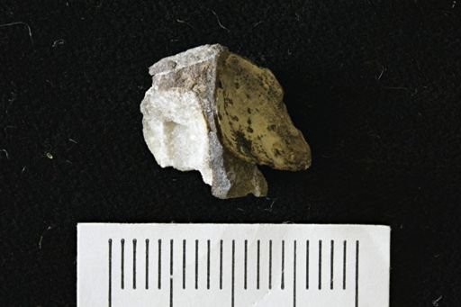 Limopsis sp.