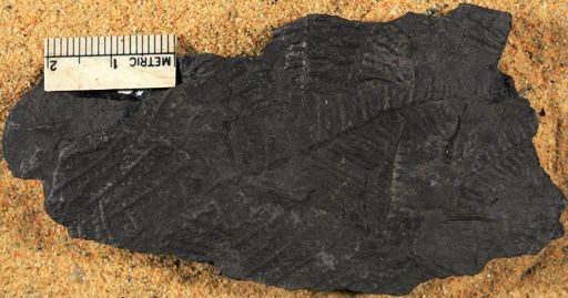 Pecopteris vestita