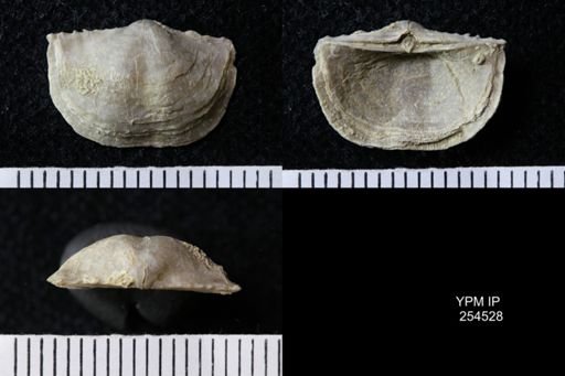 Chonetes sp.