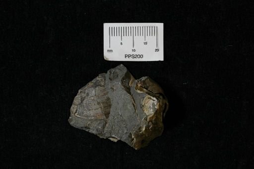 undet. Mollusca