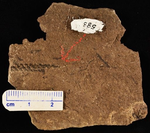 Lepidodendron sp.