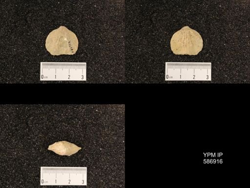 Rhynchotrema capax