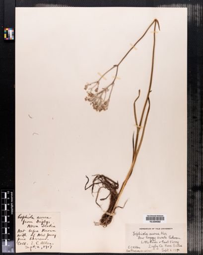 Lophiola aurea