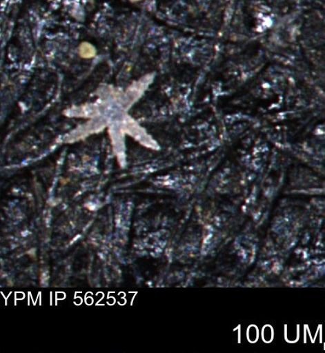Porifera