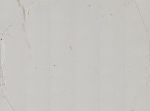 Paramecium