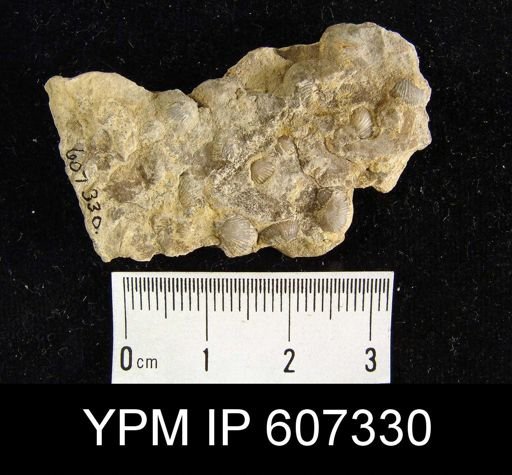 Devonochonetes?
