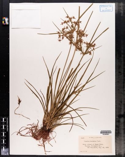 Cyperus dentatus