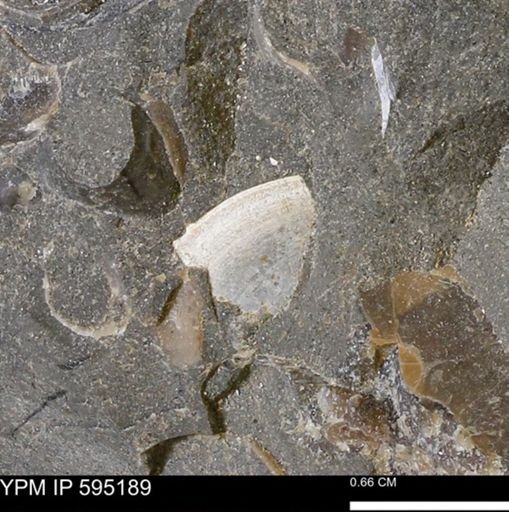 Protocardia sp.