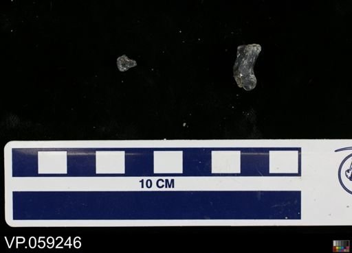 Vertebrata