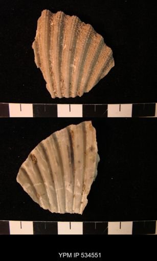 Chesapecten nefrens
