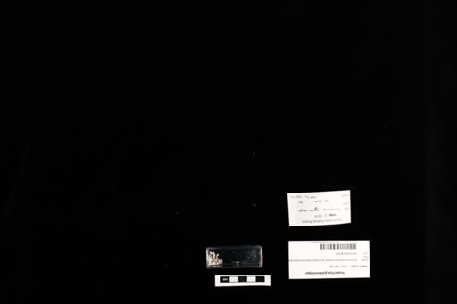 Isopachys gyldenstolpei