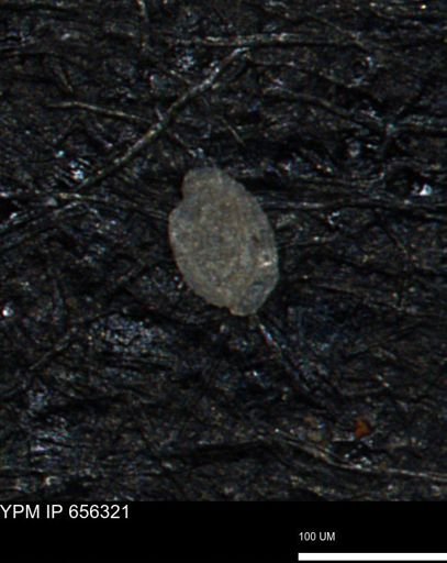 Spirolocammina subcircularis