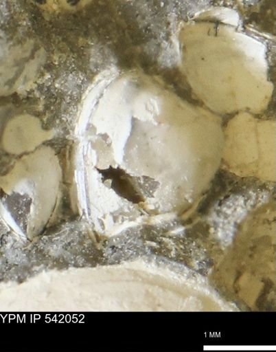Corbulamella gregaria