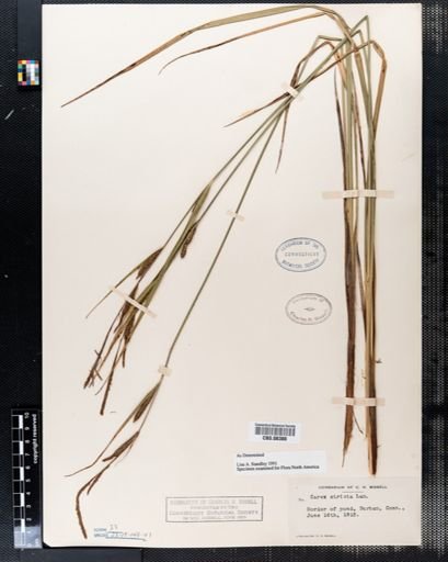 Carex stricta