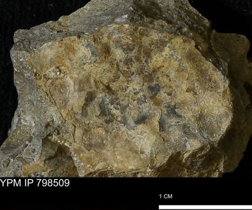 Bivalvia