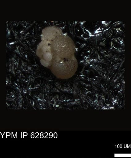 undet. Foraminiferida