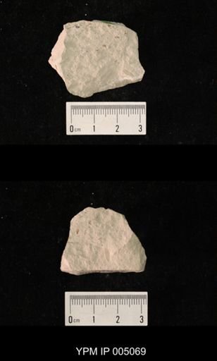 Protomerope permiana