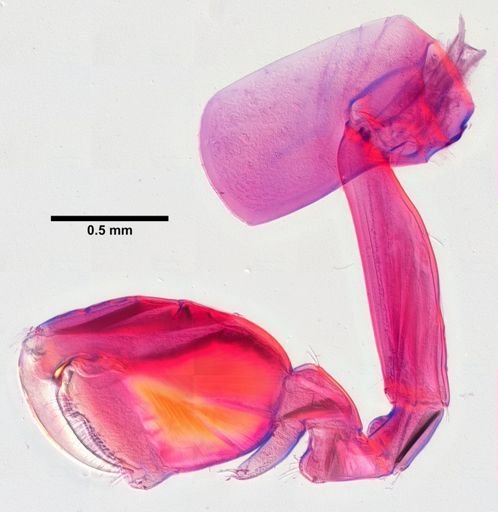Hyalella