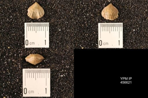 Rhynchonella dentata