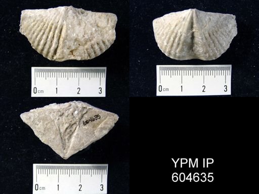 Pseudosyrinx?