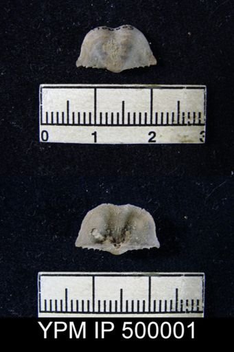 Chonetina flemingi