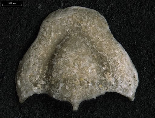 Clelandia utahensis