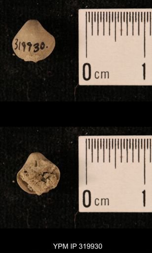 Ambocoelia planoconvexa