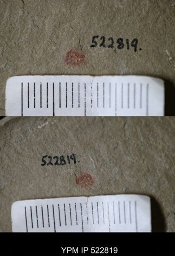 Chelicerata