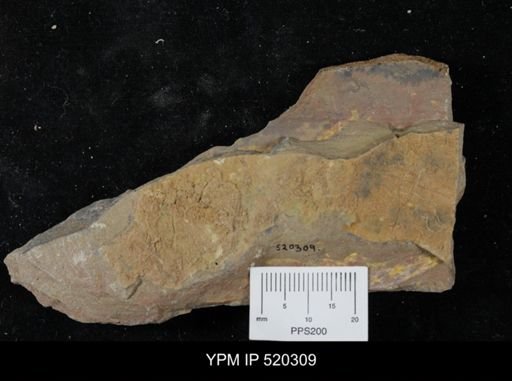 undet. Arthropoda