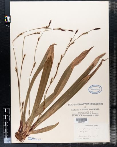 Carex plantaginea