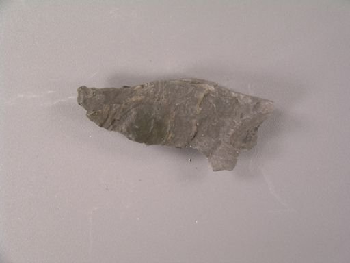 Sigillaria minuta