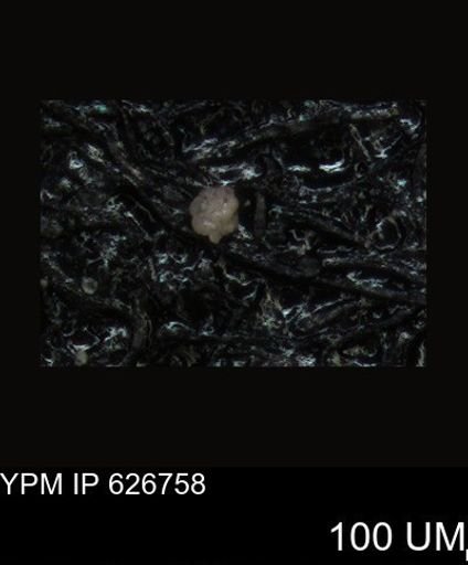 undet. Foraminiferida
