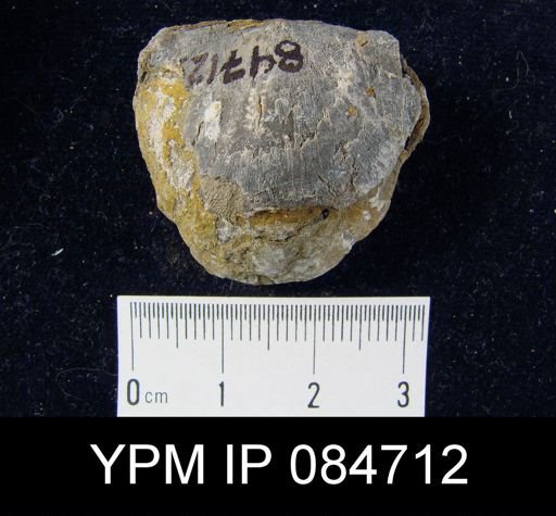 Brachyprion profundum