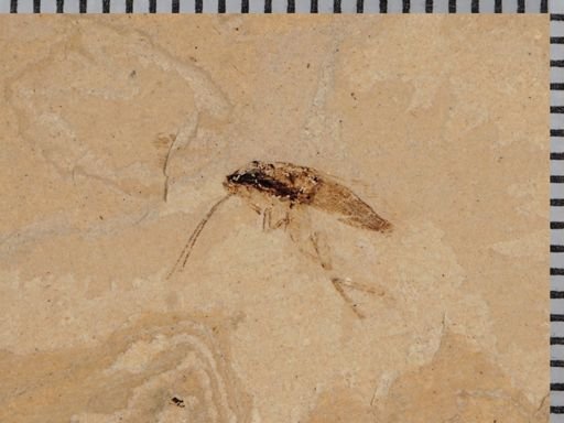 undet. Blattodea