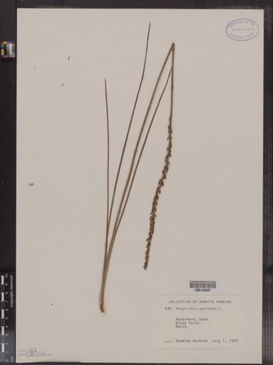 Triglochin maritima