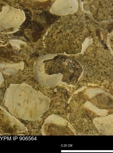Corbulamella?