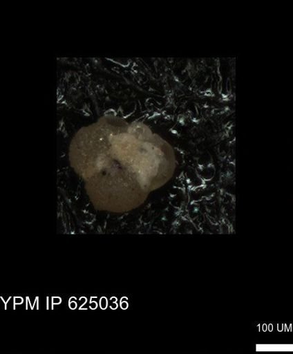 undet. Foraminiferida