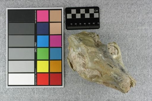 Eporeodon bullatus