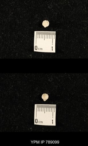undet. Brachiopoda